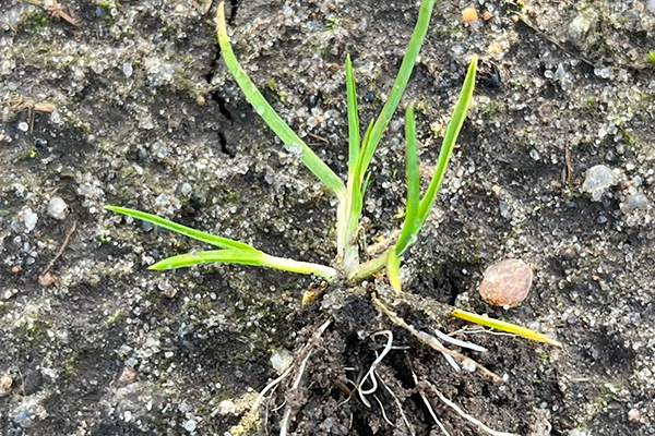 Græsukrudt med små hvide rødder